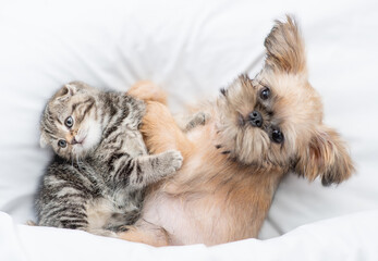 Friendly Brussels Griffon puppy lying with tiny tabby fold kitten under white warm blanket on a bed...