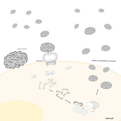 The infection pathway of Variola virus (Poxvirus) that process by viral binding or fusion into host cells, production of the viral genome and protein, viral assembly and released new viral molecules