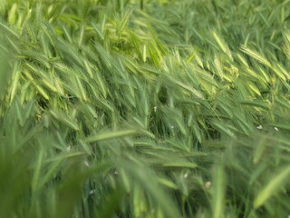 soft grass