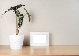 Alocasia Amazonica Sanderiana Plant in white pot and empty photo frame on wooden table.
