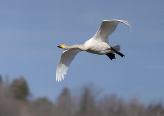 Whooper swan   (Cygnus cygnus) Sångsvan