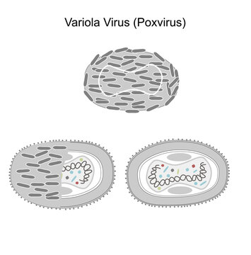 The viral structure of Variola virus (Poxvirus) that a member of Orthopoxvirus genus of Poxviridae family. A picture represent the outer and inner site of viral molecule.