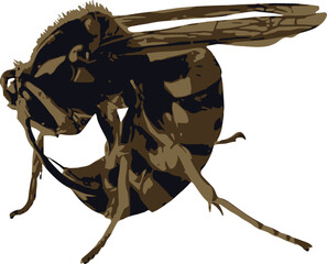 Close-up on dead hornet curled up