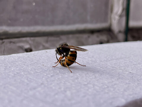 Close-up on dead hornet curled up