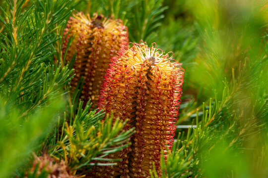 Banksia Flower