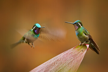 Fototapeta premium Lampornis calolaemus, Purple-throated Mountain-gem, small hummingbird from Costa Rica. Violet throat small bird from mountain cloud forest in Costa Rica. Wildlife in tropic nature.
