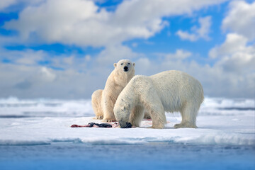Polar bear on drifting ice with snow feeding on killed seal, skeleton and blood, wildlife Svalbard, Norway. Beras with carcass, wildlife nature. © ondrejprosicky