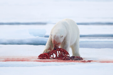 Canada Arctic. White polar bear on drifting ice with snow, feeding on killed seal, skeleton and blood, Russia. Bloody nature with big animal. Ice and blue sea with white bear. © ondrejprosicky