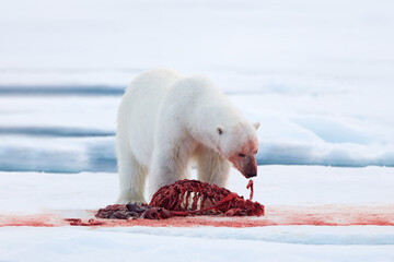 Canada Arctic. White polar bear on drifting ice with snow, feeding on killed seal, skeleton and...