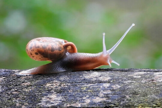 Macro picture of a Quimper snail crawling up a rotting log