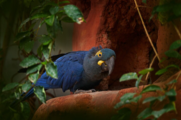 Lear's Macaw, Anodorhynchus leari, big blue parrot near the nest hole. Macaw in the nature habitat, Bahia, Canudos in Brazil. Rare endangered parrot from South America, wildlife.