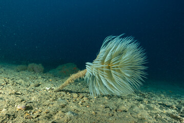 Spirografo, Sabella spallanzanii, su fondale detritico 