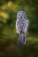 Owl in the spruce tree forest habitat, Slovakia. Ural Owl, Strix uralensis, sitting on tree branch, in green leaves oak forest, Wildlife scene from nature. Habitat with wild bird.