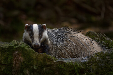 Europe wildlife. Badger in the forest. Hidden in bushes of cranberries. Nice wood in the background. Poland. Close-up portrait of cute animal, Germany nature.