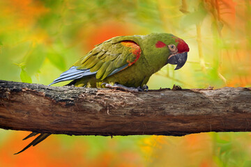 Parrot Red-fronted macaw, Ara rubrogenys, bird endemic semi-desert mountainous area of Bolivia. critically endangered bird species  Sunny day tropic. Red and green macaw. Bolivia wildlife, orange.