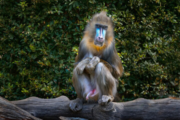 Mandrill, Mandrillus sphinx, sitting on tree branch in dark tropical forest.Detail portrait of monkey from central Africa, forest in Gabon.  Animal in nature habitat, in forest.