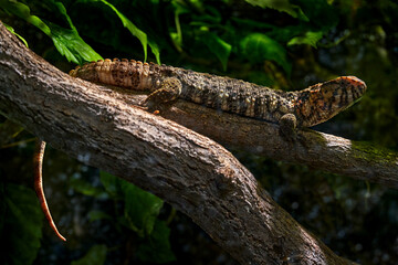 Skink in the nature habitat, wildlife.  Cunningham's spiny-tailed skink or Cunningham's skink, Egernia cunninghami, large skink, a lizard in the family Scincida, east Australia.