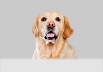 Portrait of adorable, happy dog asks for food. Free space for text on background.