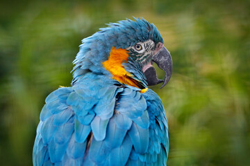 Bolivia wildlife, big blue parrot. Blue-throated macaw, Ara glaucogularis, also known Caninde macaw or Wagler's macaw, is a macaw endemic to a small area of north-central Bolivia. Sunnyday in tropic.
