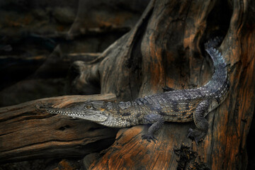 Widlife near the water, Australia. Australian freshwater crocodile, Crocodylus johnsoni,...