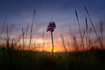Orchid sunset, wide angle lens. Orchis militaris, military orchid, flowering European terrestrial wild orchid in nature habitat, detail of bloom, green clear background, Czech Republic. Pink flover. © ondrejprosicky