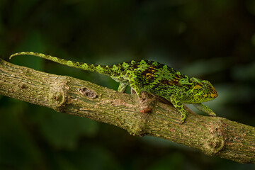Chameleon from Uganda in Africa. Johnston's Chameleon, Chamaeleo johnstoni, walking along branch, Bwindi National Park, Uganda.Green chameleon on the tree in forest, Uganda wildlife.