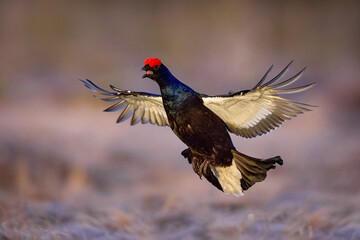 Black grouse fly in cold morning. Nice bird Grouse, Tetrao tetrix, in marshland, Finland. Spring mating season in the nature. Wildlife scene from north Europe. Black bird with red crest, flight, lek.