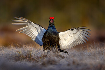 Black grouse fly in cold morning. Nice bird Grouse, Tetrao tetrix, in marshland, Finland. Spring mating season in the nature. Wildlife scene from north Europe. Black bird with red crest, flight, lek.