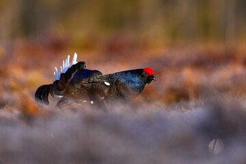 Black Grouse, Lyrurus tetrix, lekking nice black bird with red cap in marshland, animal in the nature forest habitat, Finland. Black bird in the march swamp. Wildlife nature.