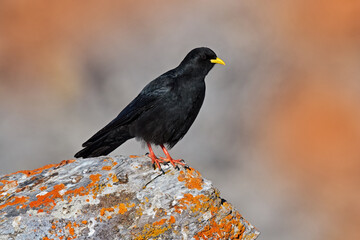 Bird in Alp, Switzerland Alpine Chough, Pyrrhocorax graculus, black bird sitting on the stone with lichen. animal in the mountain nature habitat. Alpine Chough with red leg and yellow bill.
