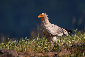 Egyptian vulture, Neophron percnopterus, big bird of prey sitting on the stone in nature habitat, Spain, Europe. White vulture with yellow bill. Wildlife in Spain.