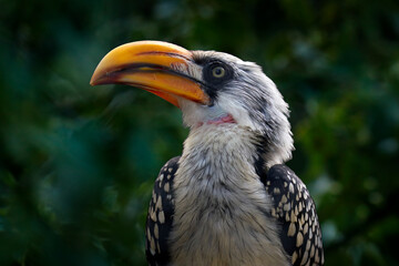 Bird from Africa. Southern Yellow-billed Hornbill, Tockus leucomelas, bird with big bill in the nature habitat with evening sun in Hwange National Park, Zimbabwe. Bird sitting on skull skeleton.