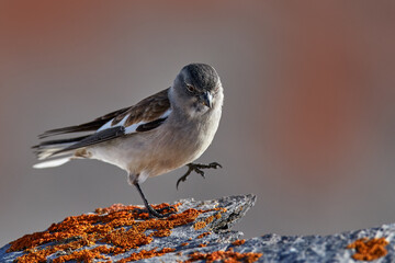 White-winged snowfinch, Montifringilla nivalis, small passerine bird from mountain, Alps, Switzerland. Snowfinch, in nature habitat, sitting on the rock stone with orange moss lichen. Europe wildlife.