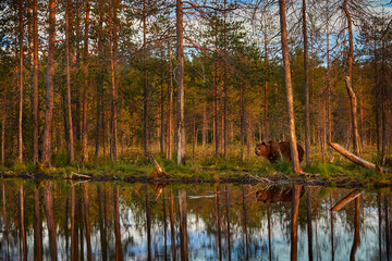 Fototapeta na wymiar Summer wildlife, brown bear. Dangerous animal in nature forest and meadow habitat. Wildlife scene from Finland near Russian border.