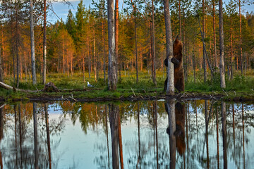 Fototapete bei efototapeten.de bestellen   