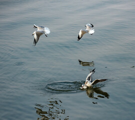 Seagulls in the sea