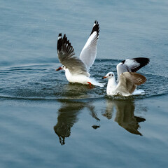 Seagulls in the sea