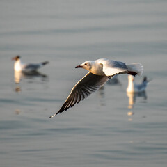 Fototapeta na wymiar Seagulls in the sea