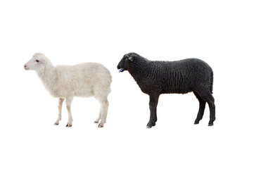 black and white sheep isolated on white background