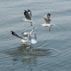 black headed gull