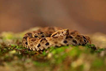 Trinidad poison snake. Bothrops atrox, Common lancehead, in the tropical forest. Poison animal in the dark jungle. Detail of rare snake from Trinidad. Danger animal from tropic forest.