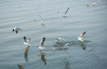 Seagulls in the sea