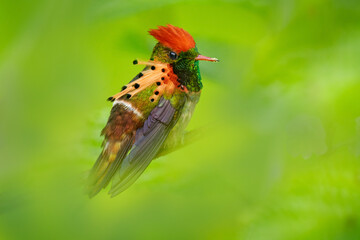 Tufted Coquette, Lophornis ornatus, colourful hummingbird with orange crest and collar in the green...