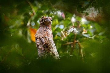Common Potoo, Nyctibius griseus, hidden on the tree trunk, wildlife from Asa Wright Nature Centre...