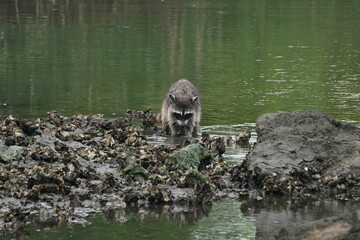 racoon is searching a food