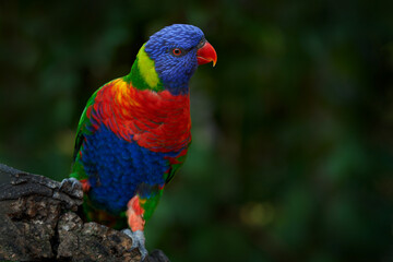 Rainbow Lorikeets, Trichoglossus haematodus, colourful parrot sitting on the branch, animal in the nature habitat, Australia. Detail close-up portrait of beautiful parrot in the nature habitat.