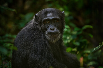 Chimpanzee, Pan troglodytes, on the tree in Kibale National Park, Uganda, dark forest. Black monkey in the nature, Uganda in Africa. Chimpanzee in habitat, wildlife nature. Monkey primate resting. - obrazy, fototapety, plakaty