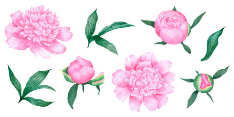Watercolor hand drawn set of peony flowers, buds and leaves . Watercolor floral elements for design. Botanical illustration of flowers and leaves.  © Marina_birdsoul