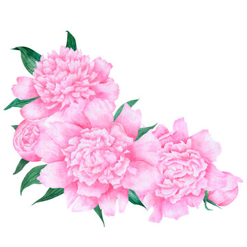 Watercolor flower bouquet. Pink peonies composition with leaves isolated on white background.  Watercolor flower arrangement for design. 