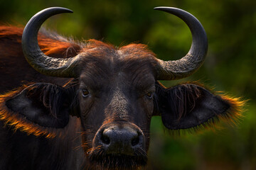Buffalo portrait, Uganda.  Detail of bull horny head in savannah, Uganda. Wildlife scene from African nature. Brown fur of big buffalo. Horn on the big bull head. Close-up portrait. - obrazy, fototapety, plakaty